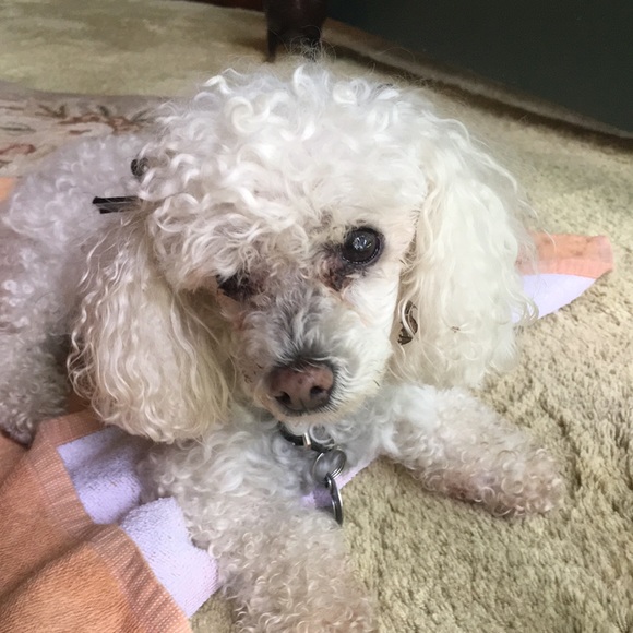 Meet your Posher, Jenny - Picture 1 of 1